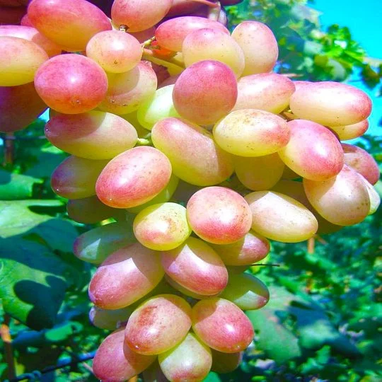 Саженцы винограда Танюша