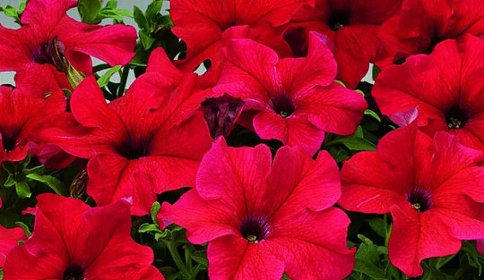 Петунія Браво F1 1000 дражованого насіння червона, Syngenta Flowers