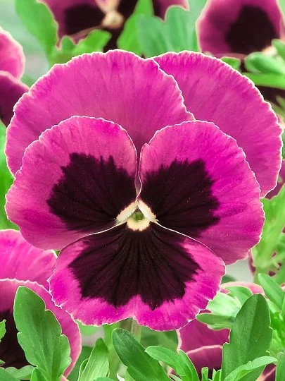 Виола виттрока Карма F1 100 семян розовая с глазком, Syngenta Flowers