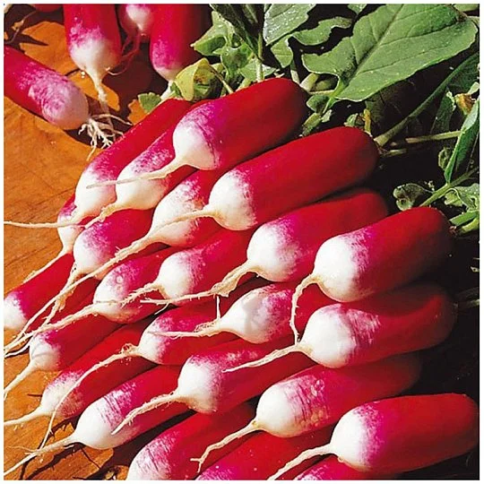 Редис Французький сніданок 500 г середньостиглий, ТМ Вітас - Фото 2