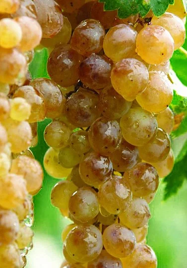 Саженцы винограда Ркацители