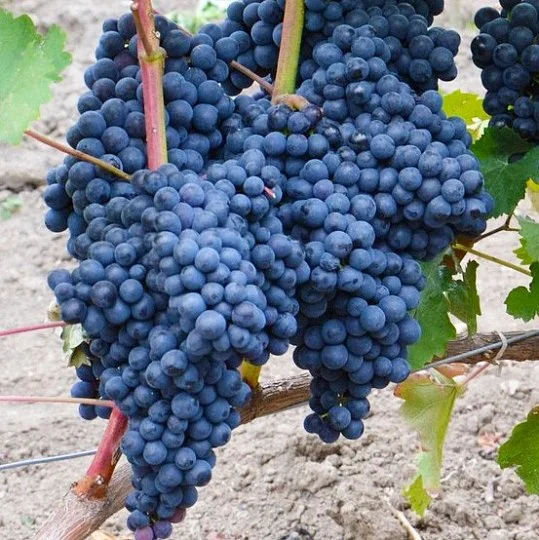 Саджанці винограду Євмолпія