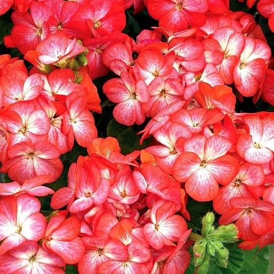 Пеларгония Мультиблум F1 скарлет айс 100 семян, Syngenta Flowers