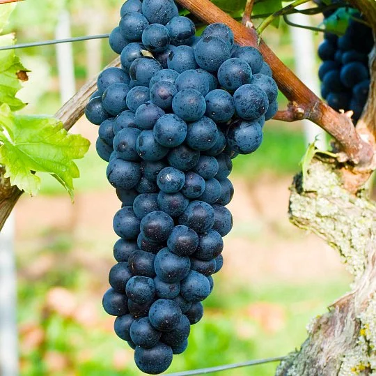 Саджанці винограду Медина мускат