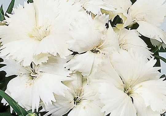 Гвоздика китайская Диана F1 100 семян белая, Hem Genetics - Фото 2