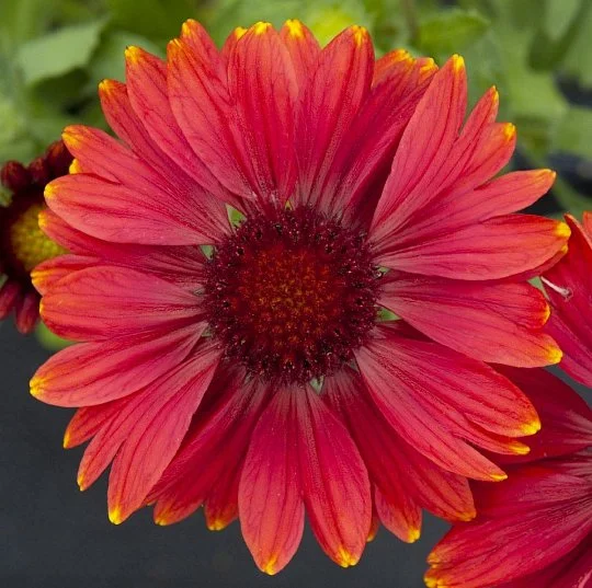 Гайлардія Арізона Саншайн 10 насінин, Benary