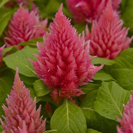 Целозия Айс Крем 200 семян перистая лососевая, Pan American flowers