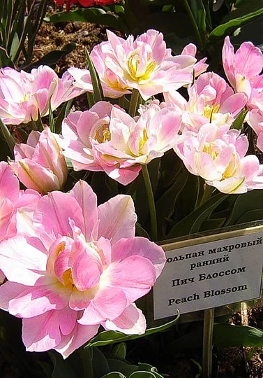 Тюльпан Peach Blossum 3 шт. махровий багатоквітковий, De Ree (10246) - Фото 2
