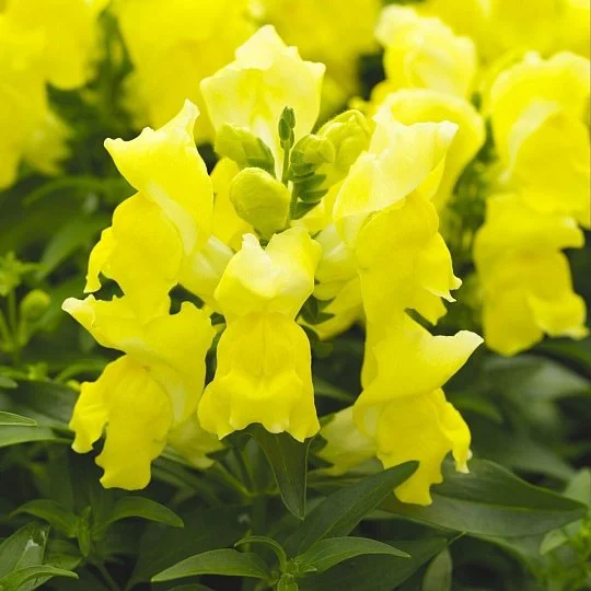 Левовий зів Снептині F1 100 насіння карликовий жовтий, Hem Genetics