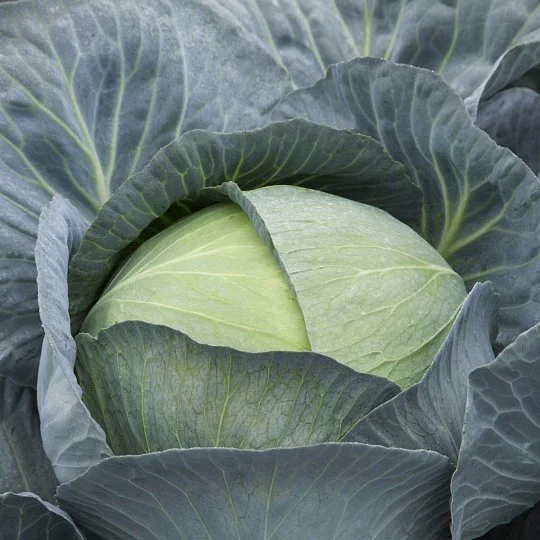 Капуста Саксесор F1 середньо-пізня 20 насінин, Syngenta - Фото 2