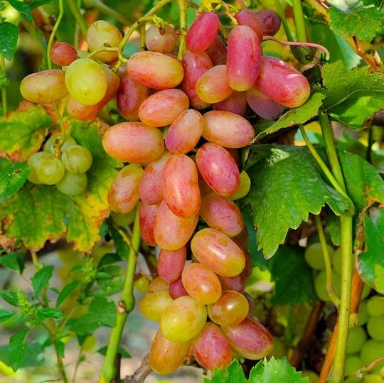 Саженец винограда Сенсация
