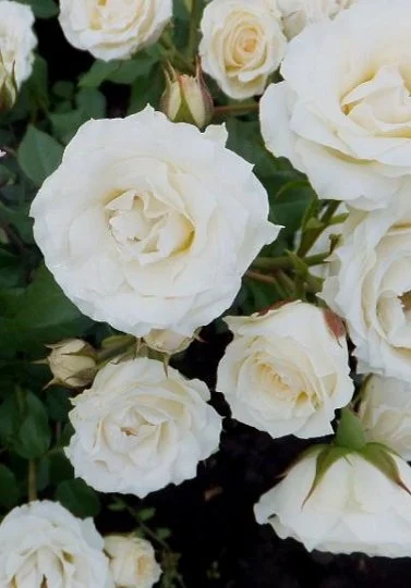 Белая бордюрная Роза - Фото 2