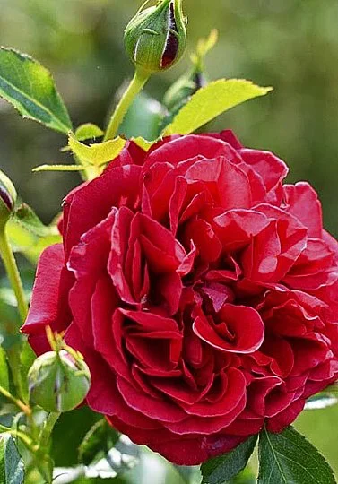 Роза Король Артур английская густомахровая