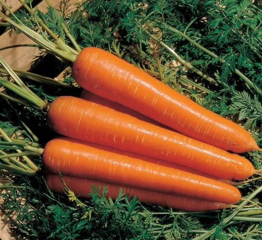 Морковь Нантес Скарлет 500 г ранняя, Unigen Seeds