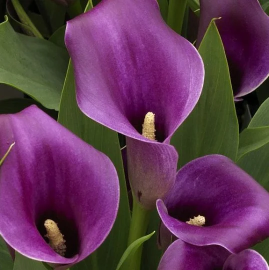 Калла Amethyst крупноцветковая (11211), De Ree