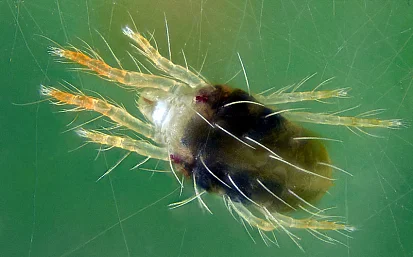 Клещ – насекомое или животное?