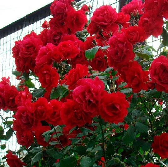 Роза Краплина плетистая - Фото 2