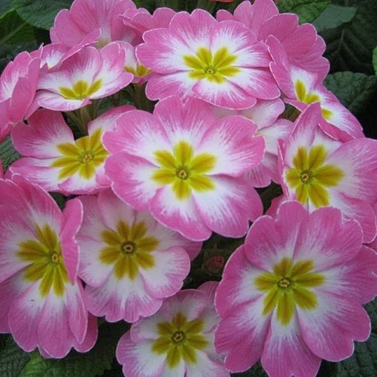 Примула великоквіткова Піонер F1 100 насіння біло-рожева, Hem Genetics