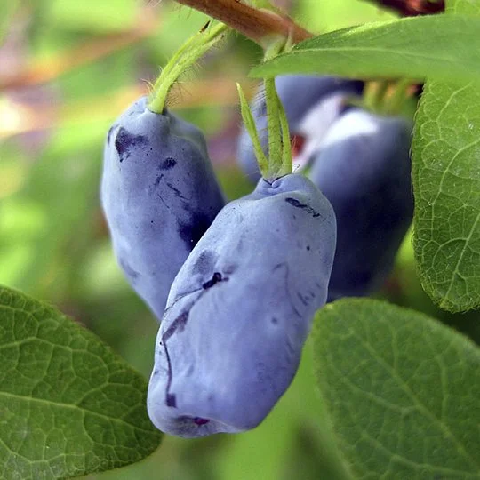 Жимолость Богучарская ранняя