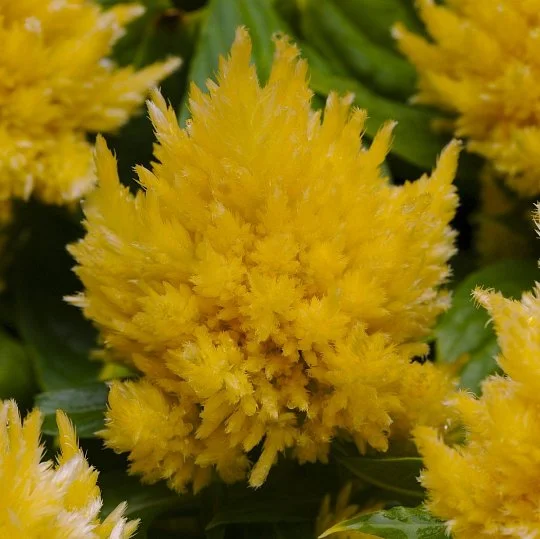 Целозия Айс Крем 200 семян перистая желтая, Pan American flowers