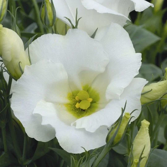 Эустома низкорослая Сапфир F1 белая 100 дражированных семян, Pan American flowers