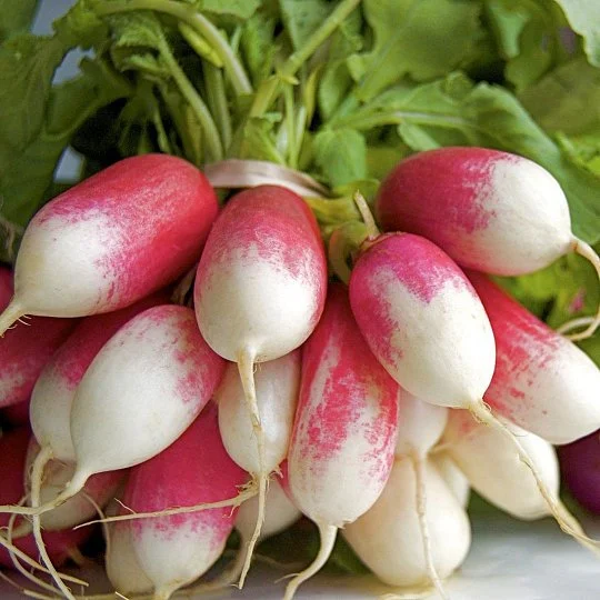 Редіс Дует 0,1 г кімнатний ранній, Satimex - Фото 4