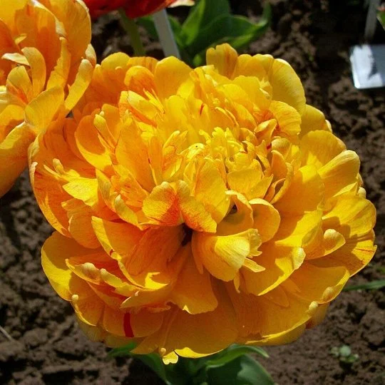 Тюльпан  Sunlover 3 шт махровый, De Ree  - Фото 2
