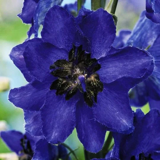 Дельфиниум высокий Экскалибур 100 семян темно-синий с черным глазком, Syngenta Flowers