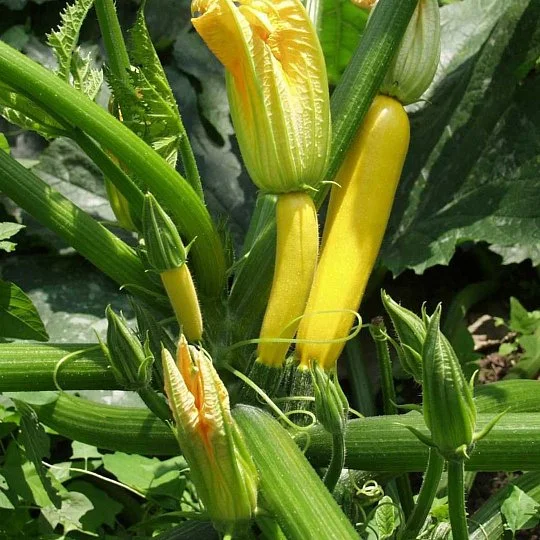 Кабачок для вкусной икры Мэри Голд F1 5 семян, Tezier - Фото 3