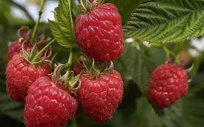 Осенняя обрезка малины: как подготовить кусты малины к зимовке?