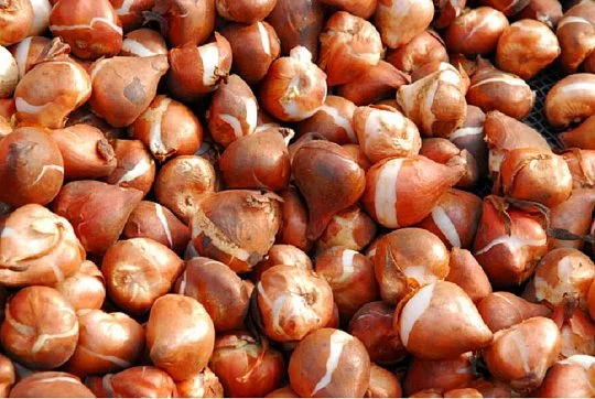 Тюльпан Ballade 3 шт лилиевидный , De Ree (10430) - Фото 3