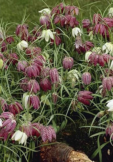 Фритиллярия Meleagris mix (10273) - Фото 2