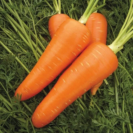 Морковь Мирафлорес F1 среднеспелая 400 семян - Фото 2