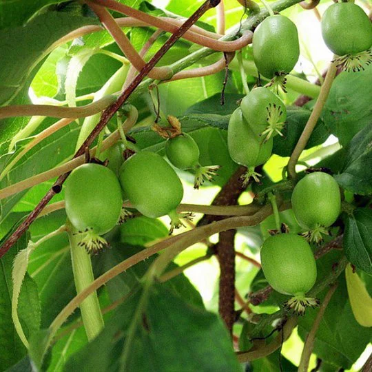 Актинідія Оригінальна (жіночий сорт) - Фото 3