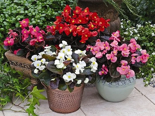 Бегонія Бада Бум F1 20 дражованого насіння суміш, Syngenta Flowers - Фото 2