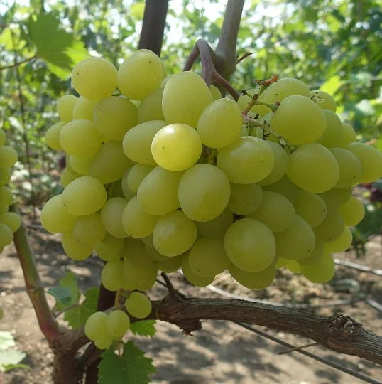 Саженцы винограда Цимус кишмиш 