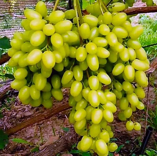 Саженцы винограда Соломия кишмиш