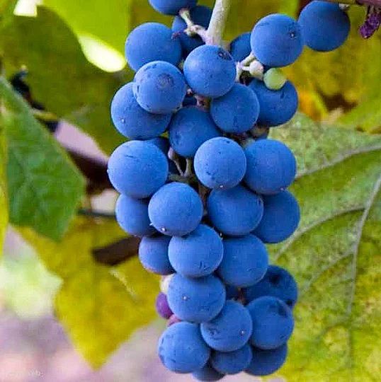 Саджанці винограду Паскаль