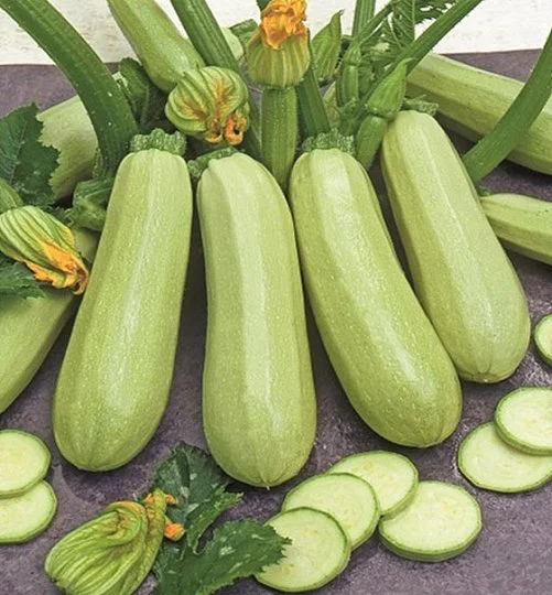 Кабачок Кавілья F1 500 г кущовий ранньостиглий, ТМ Вітас - Фото 2