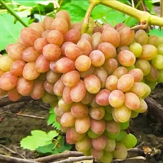 Саженцы винограда Джин мускат кишмиш