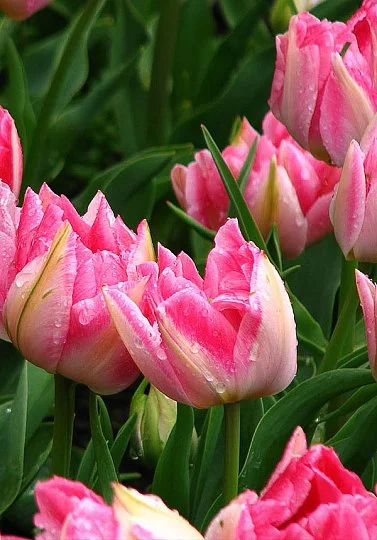 Тюльпан Peach Blossum 3 шт. махровий багатоквітковий, De Ree (10246)