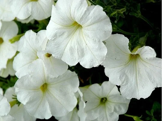 Петуния Ура F1 1000 дражированных семян белая, Syngenta Flowers - Фото 2