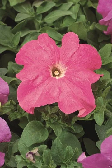 Петуния Браво F1 1000 дражированных семян розовая, Syngenta Flowers