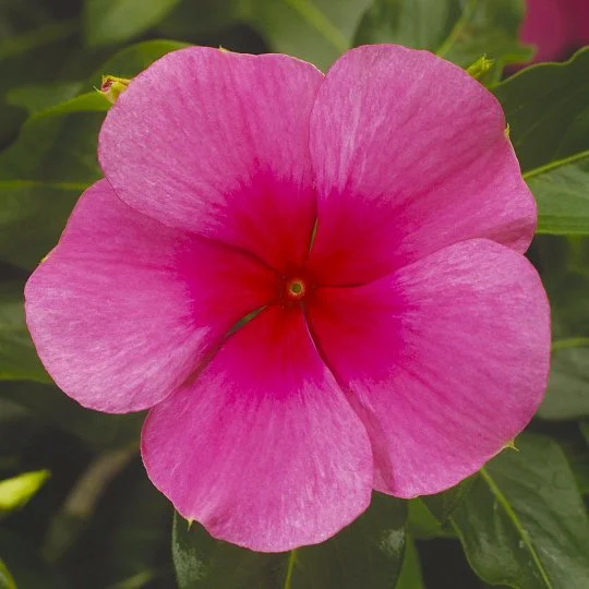 Катарантус СанШторм F1 100 семян розовый с глазком, Syngenta Flowers
