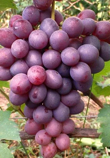 Саженцы винограда Низина