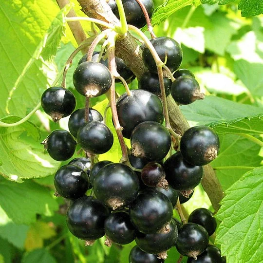 Смородина Тисел чорна рання - Фото 2