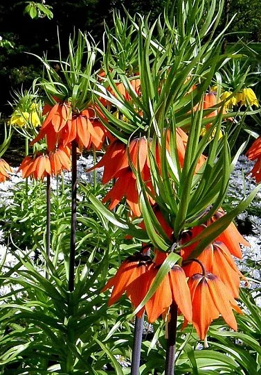 Фритиллярия Rubra (10335) - Фото 2