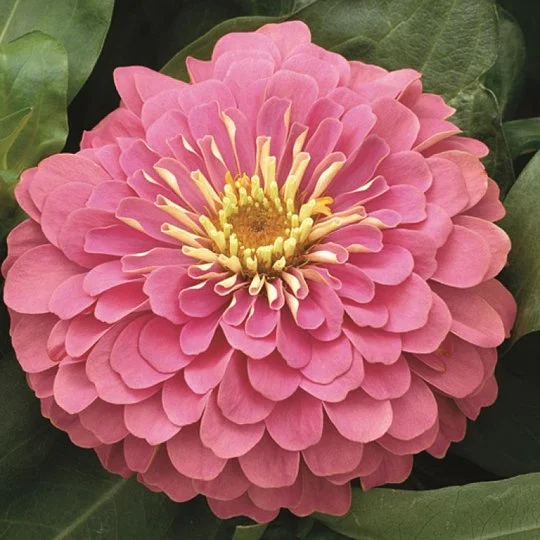 Цинния элегантная Магеллан F1 100 семян розовая, Syngenta Flowers
