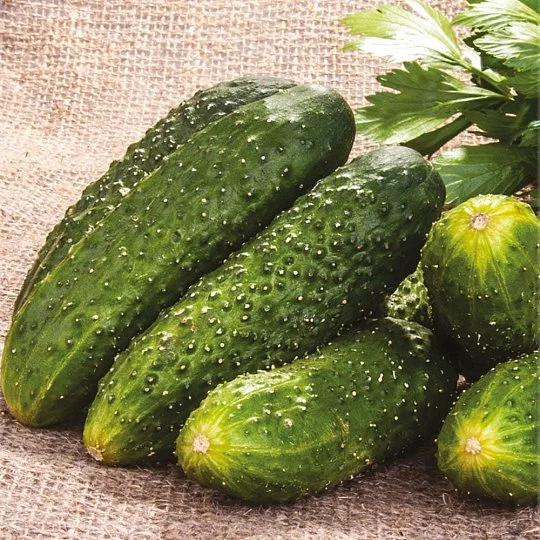 Огірок Сестриця Оленка F1 на вагу, Агролінія