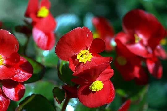 Бегония каскадная Дрегон Винг F1 5 дражированных семян красная, Pan American flowers - Фото 3